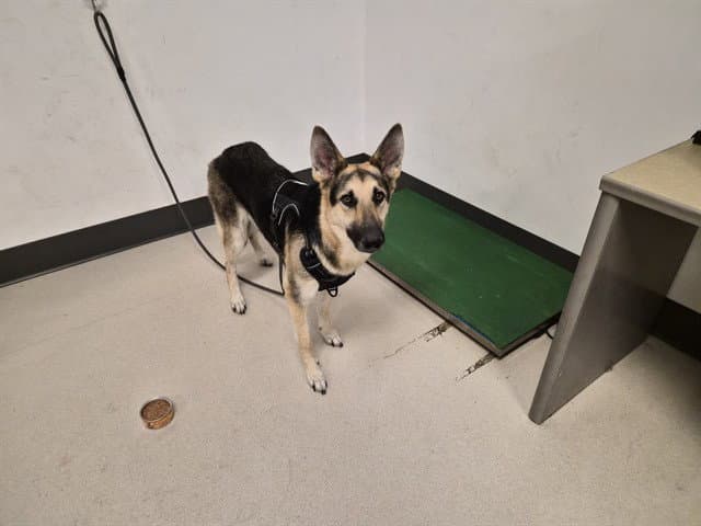 Nina - German Shepherd Dog