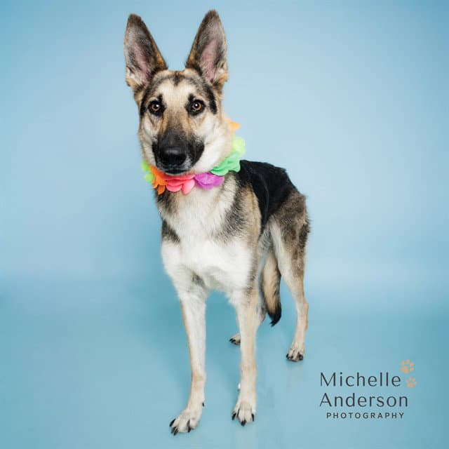 Nina - German Shepherd Dog