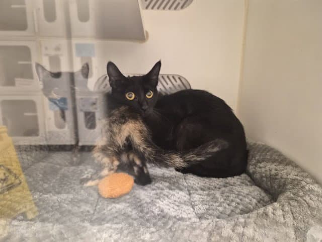 Unknown - Domestic Short Hair