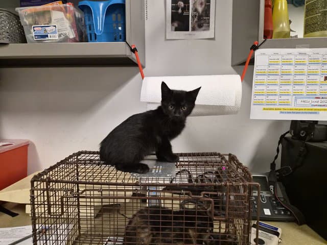 Unknown - Domestic Short Hair