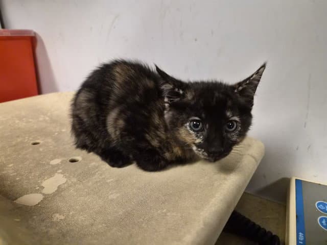 Unknown - Domestic Short Hair