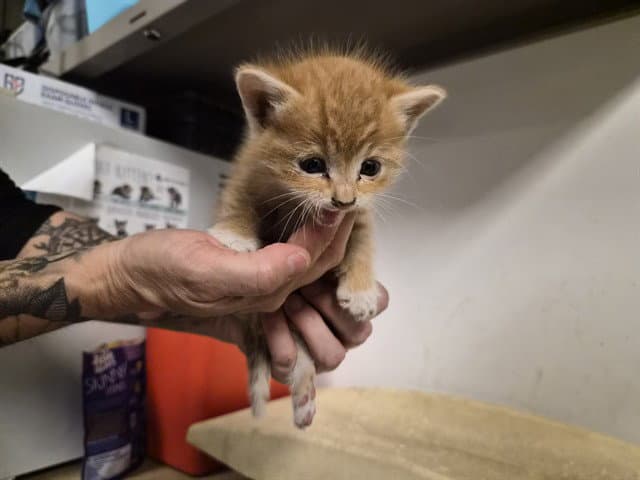 Unknown - Domestic Short Hair