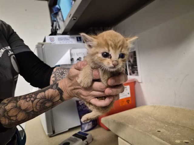 Unknown - Domestic Short Hair