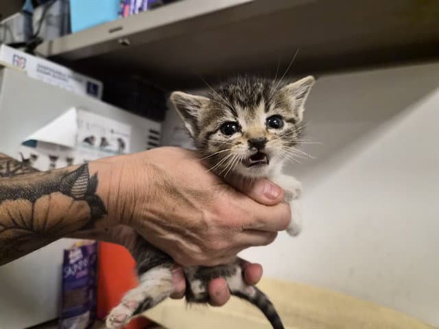 Unknown - Domestic Short Hair
