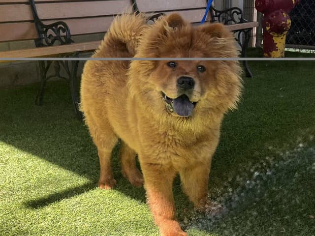 Unknown - Chow Chow