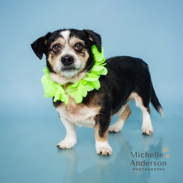 Ricky Bobby - Terrier