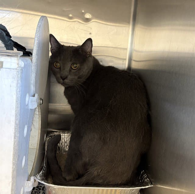 Unknown - Domestic Short Hair