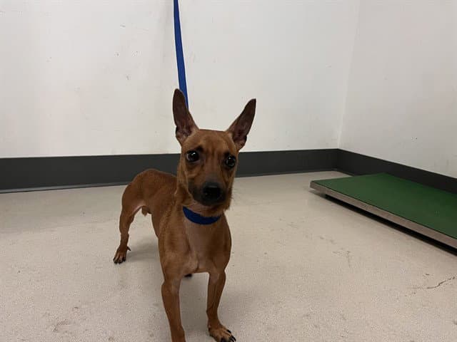 Churro - Chihuahua
