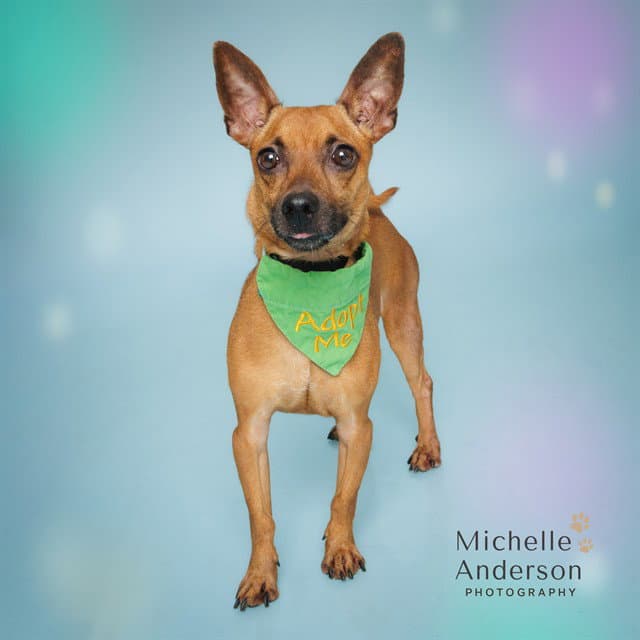 Churro - Chihuahua