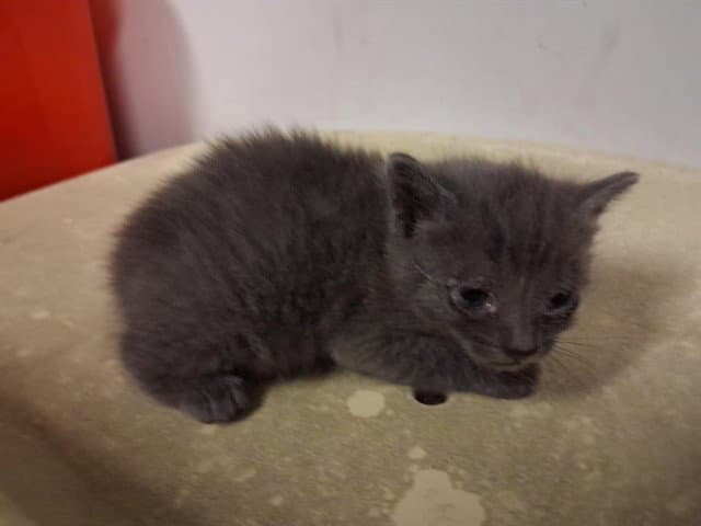 Unknown - Domestic Short Hair