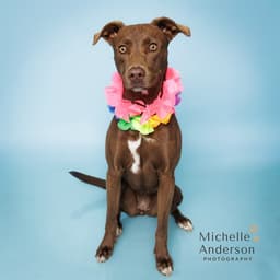 Mocha image 1