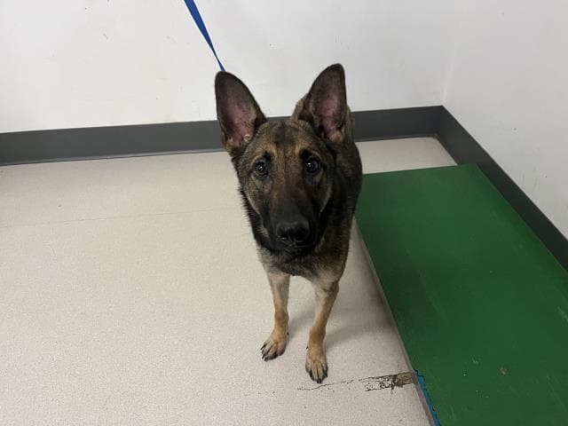Brandy - German Shepherd Dog