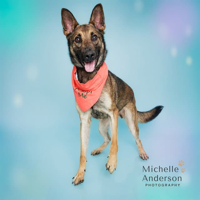 Brandy - German Shepherd Dog