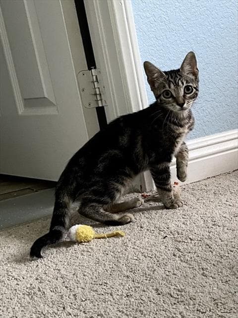 Ivy - Domestic Short Hair
