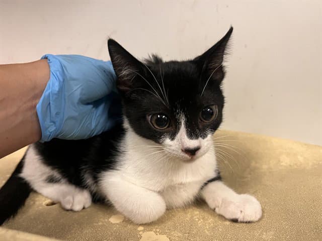 Unknown - Domestic Short Hair