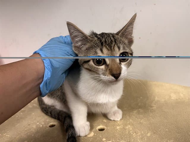 Unknown - Domestic Short Hair