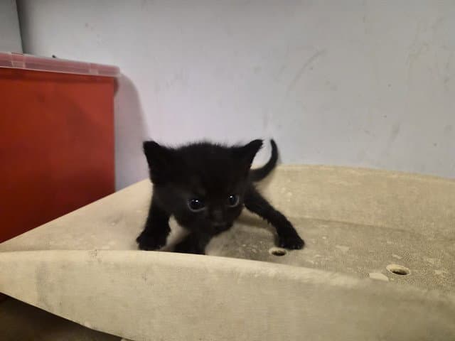 Unknown - Domestic Short Hair