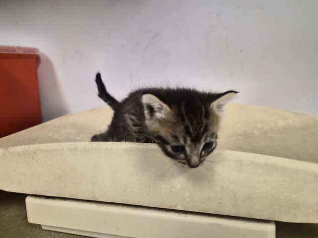 Unknown - Domestic Short Hair