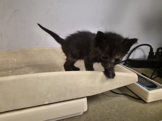 Unknown - Domestic Short Hair