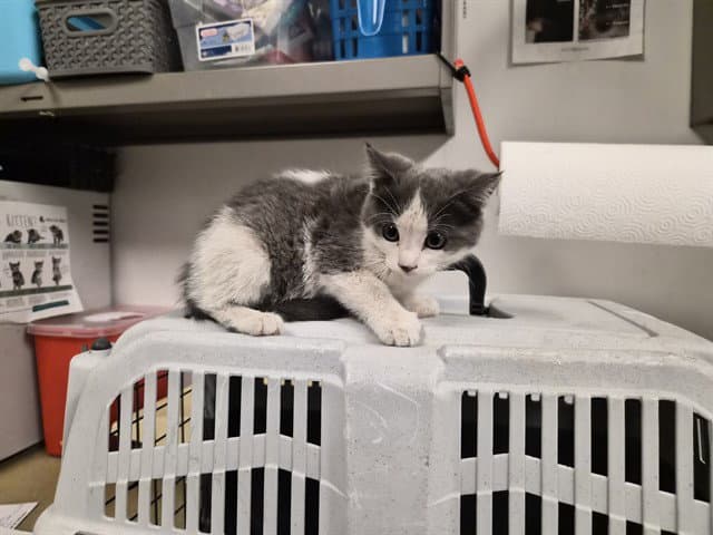 Unknown - Domestic Short Hair