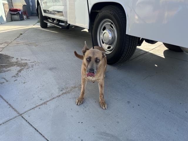 Fresa - Black Mouth Cur