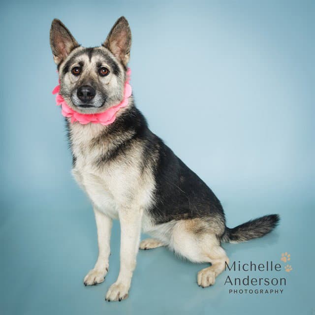 Unknown - German Shepherd Dog
