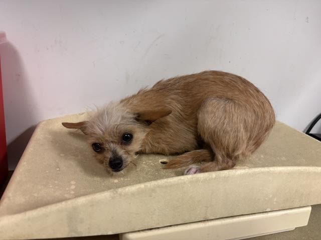Unknown - Terrier