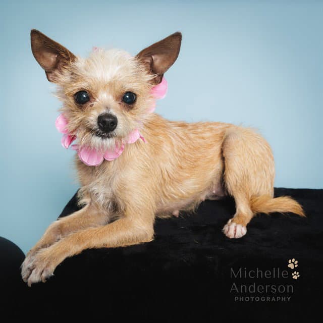 Unknown - Terrier