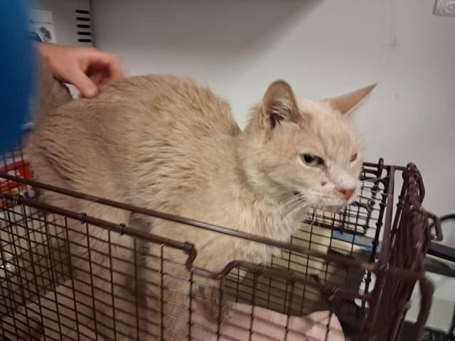 Storm - Domestic Short Hair