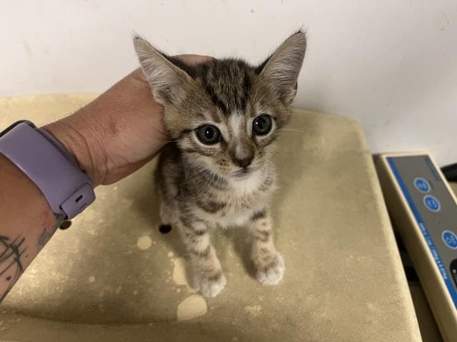 Unknown - Domestic Short Hair