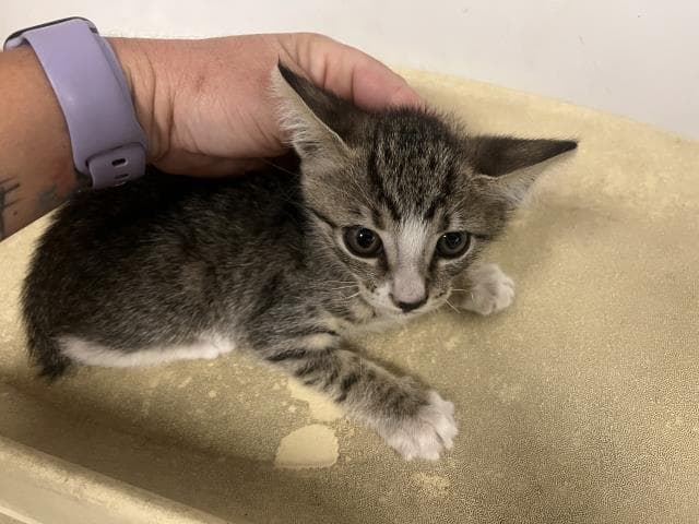 Unknown - Domestic Short Hair