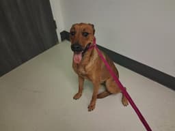 Gigi image 1