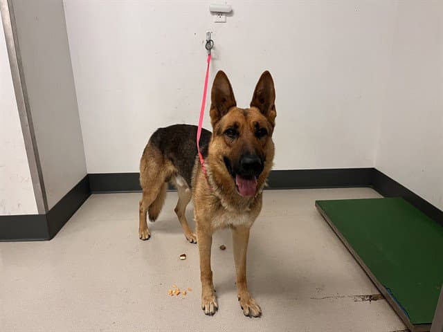 Pete - German Shepherd Dog