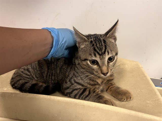 Unknown - Domestic Short Hair