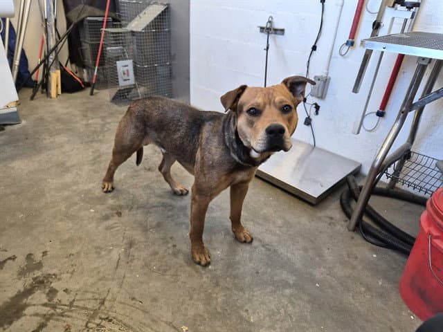 Unknown - Pit Bull Terrier