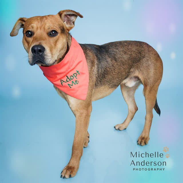 Unknown - Pit Bull Terrier