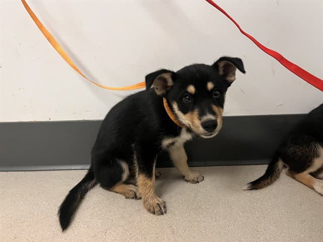 Unknown - Australian Kelpie