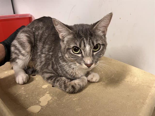 Unknown - Domestic Short Hair