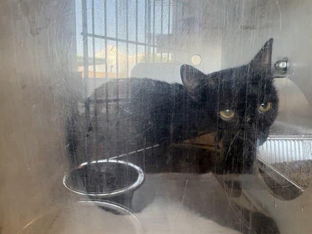 Unknown - Domestic Short Hair