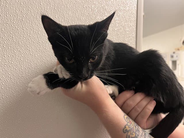 Unknown - Domestic Short Hair