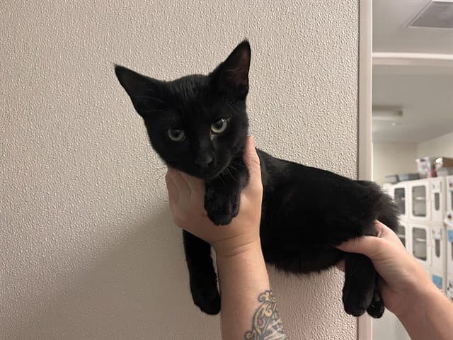 Unknown - Domestic Short Hair