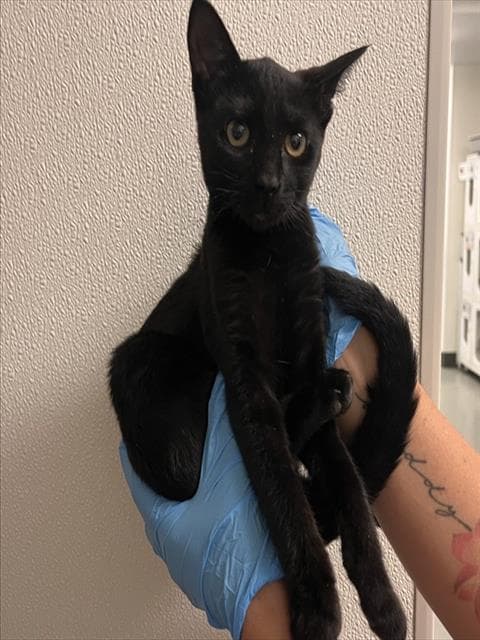 Unknown - Domestic Short Hair