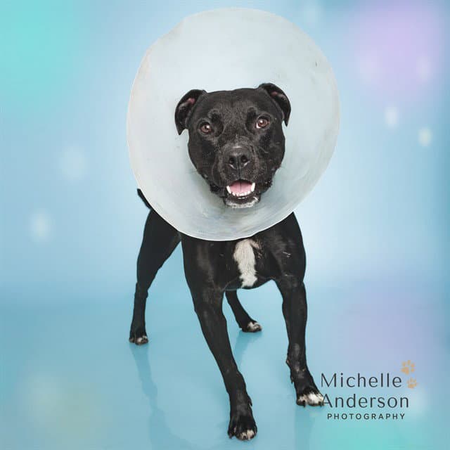 Pops - Pit Bull Terrier