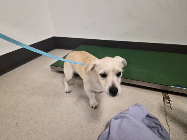 Unknown - Terrier