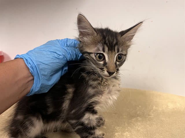 Unknown - Domestic Medium Hair