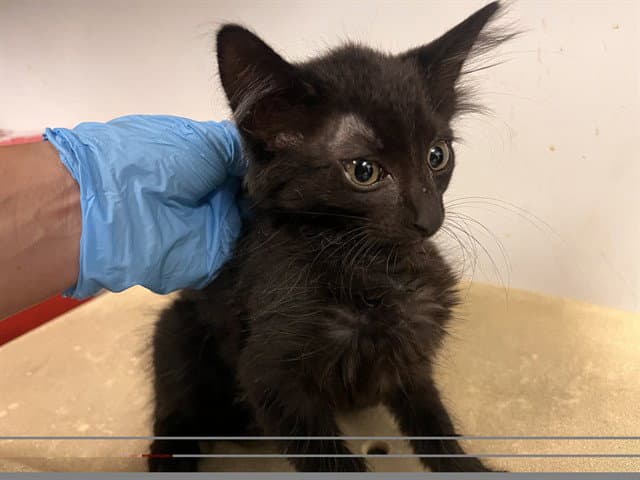 Unknown - Domestic Short Hair