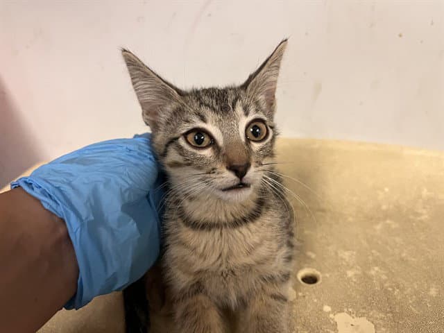 Unknown - Domestic Short Hair