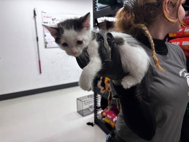 Unknown - Domestic Short Hair