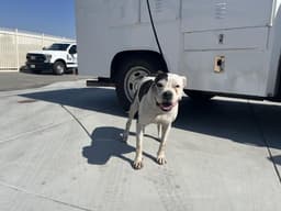 Dottie image 1