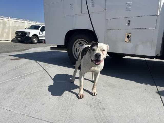 Dottie - Pit Bull Terrier